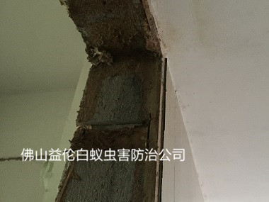 和順白蟻防治門(mén)框蟻害