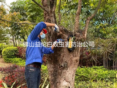 三水區(qū)街道綠化殺白蟻