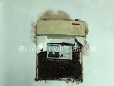六和村滅治電箱白蟻