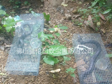 范湖鎮(zhèn)上門抓蛇案例