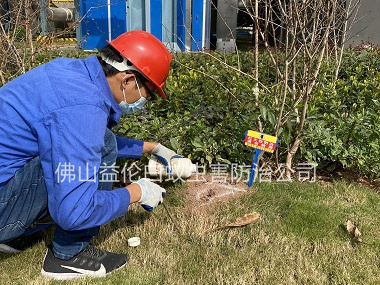 云東海紅火蟻防治案例