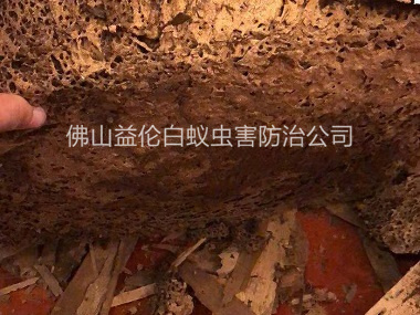 三水廣場挖出白蟻巢