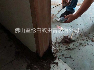 金本金濟路滅治白蟻工程