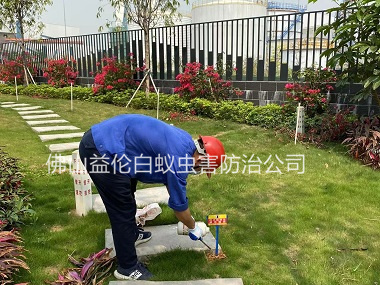 蘆苞文化廣場(chǎng)防治紅火蟻