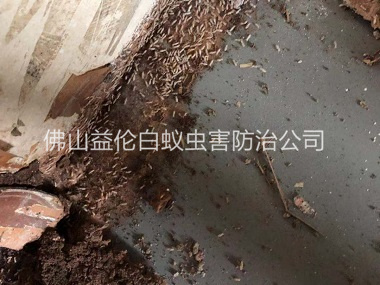 白坭倉(cāng)庫(kù)白蟻滅治