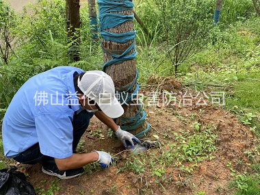 南山綠化樹木治白蟻