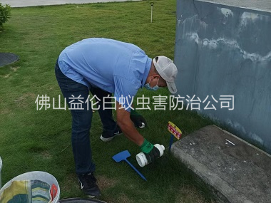白坭鎮(zhèn)紅火蟻消殺案例