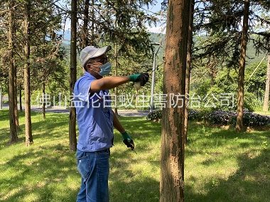 佛山景區(qū)樹(shù)木防治白蟻工程