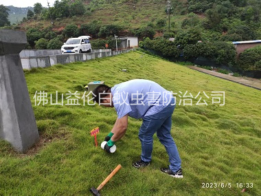 范湖水利工程紅火蟻防治